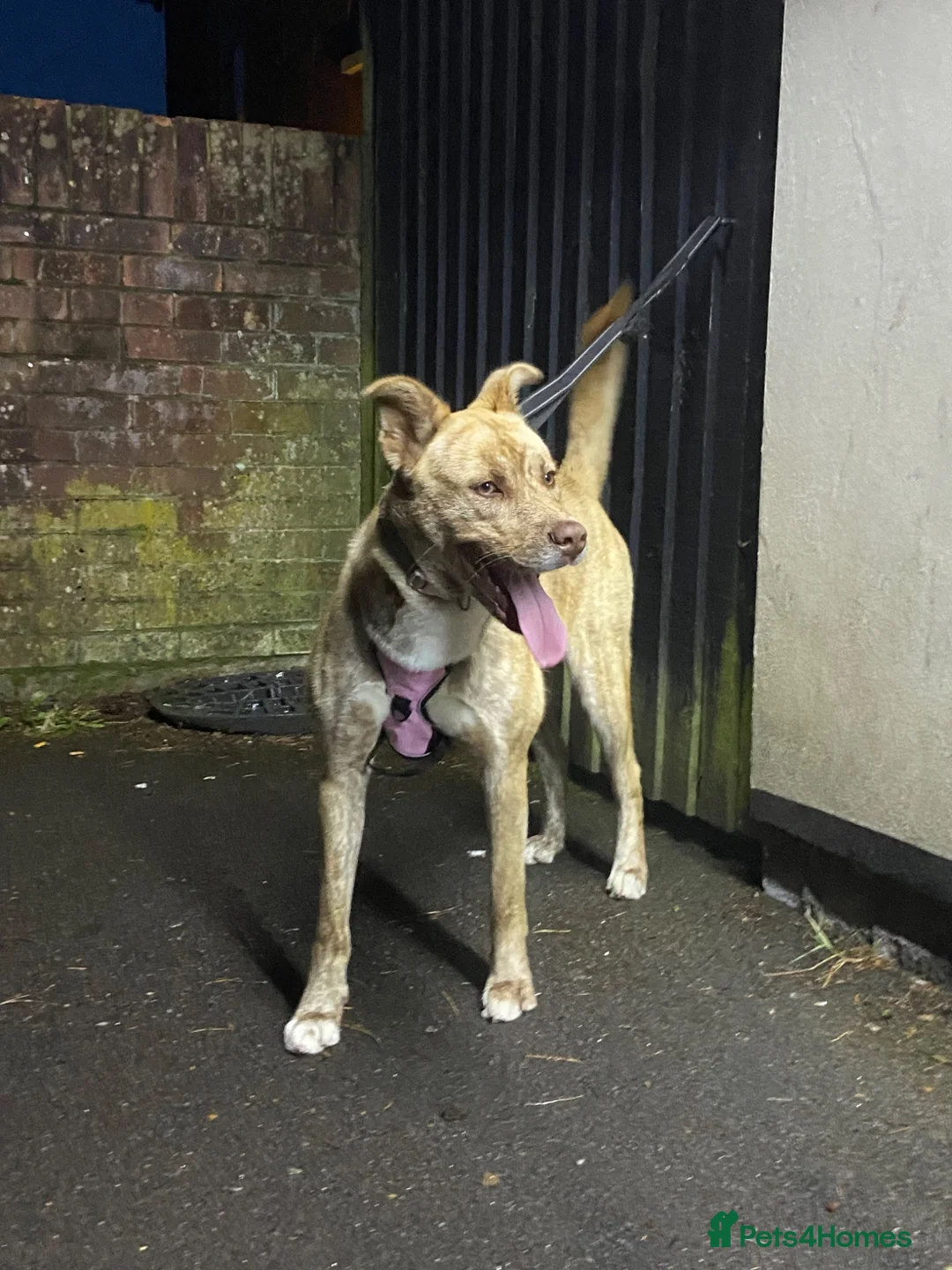 Mixed Breed dogs for sale: German shepherd mix breed  in Southampton - Advert 2