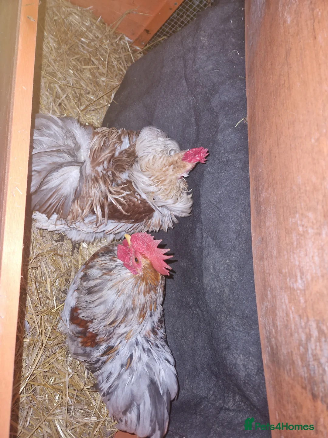 Mixed Breed poultry for sale: 2 Silkie x pekin Cockerells  - Advert 2