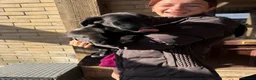 Mixed Breed dogs for sale: Gorgeous chunky Labernese pups   - Advert 1