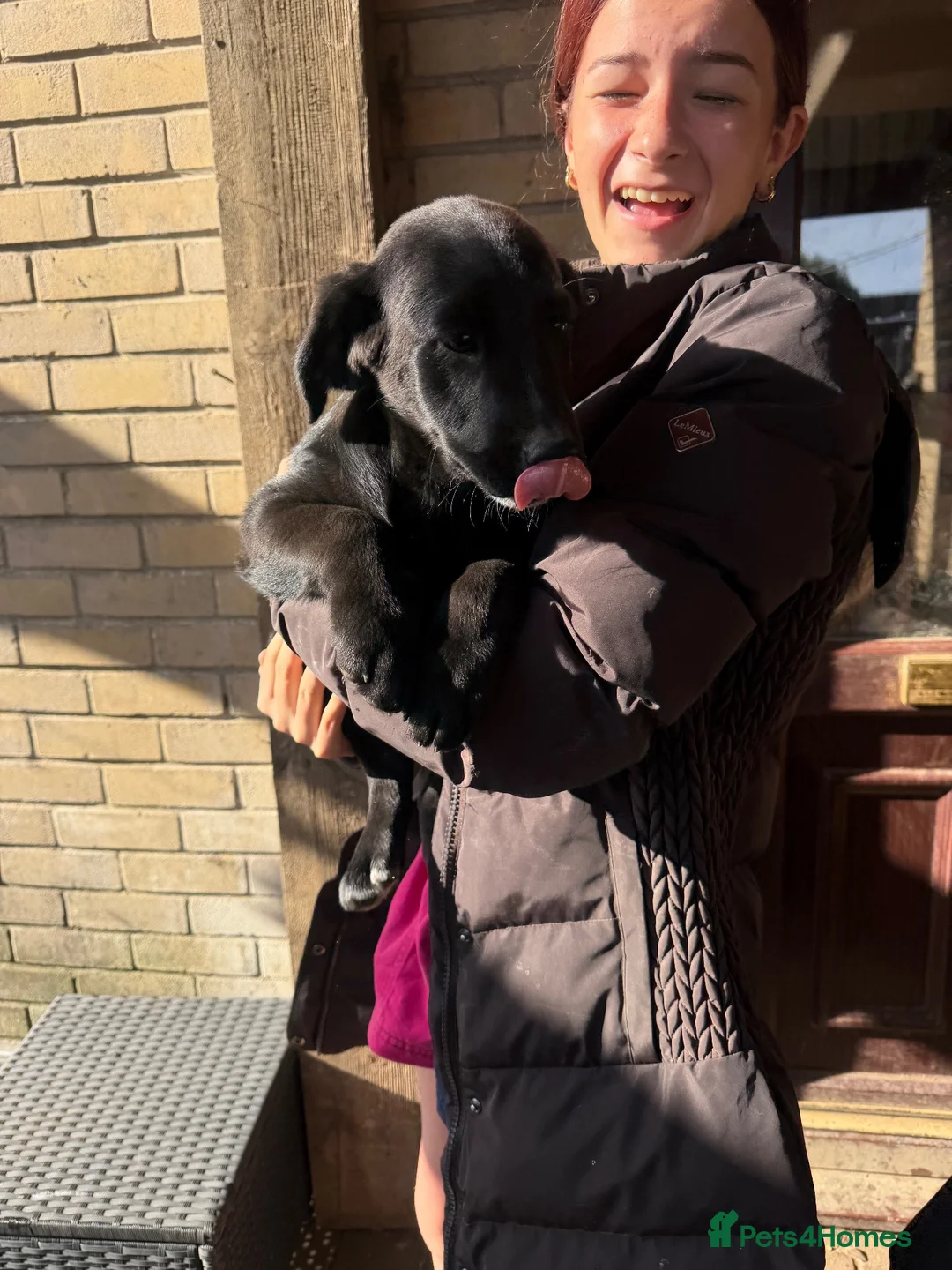Mixed Breed dogs for sale: Gorgeous chunky Labernese pups   - Advert 1