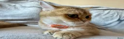 British Shorthair cats for sale: 🐾 Champion Bloodline BSH Golden Kittens 🐾 - Advert 19