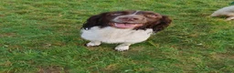 English Springer Spaniel dogs for sale: Liver & White English Springer Spaniel Puppies in Delabole - Advert 16
