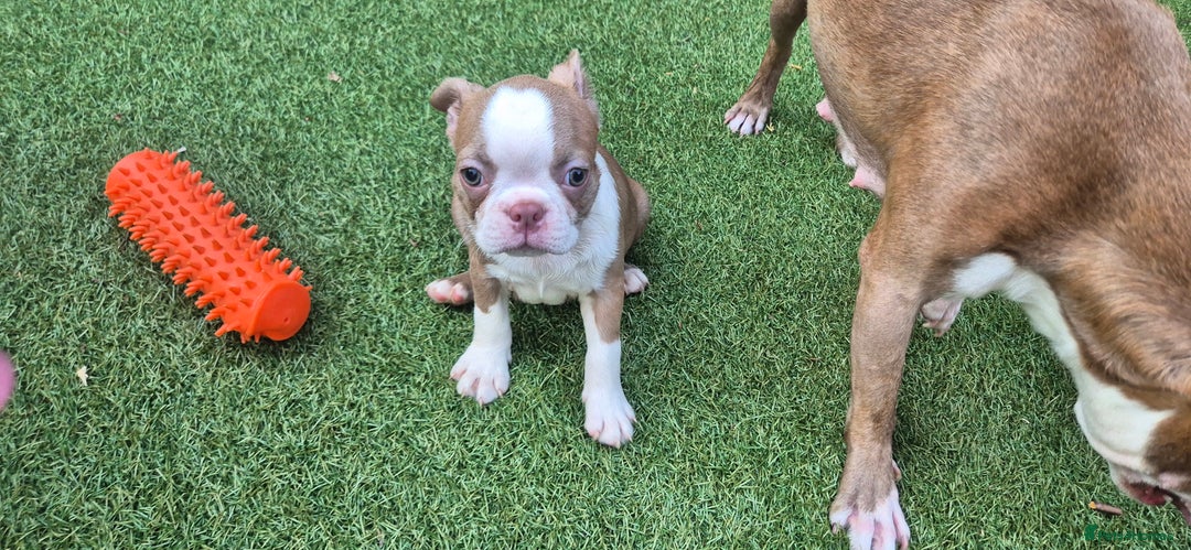 Boston Terrier dogs for sale: KC Reg female Boston Terrier Puppy  in Bristol - Image 1