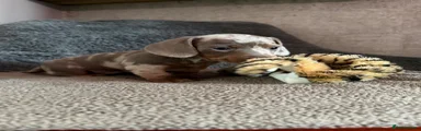 Miniature Dachshund 2