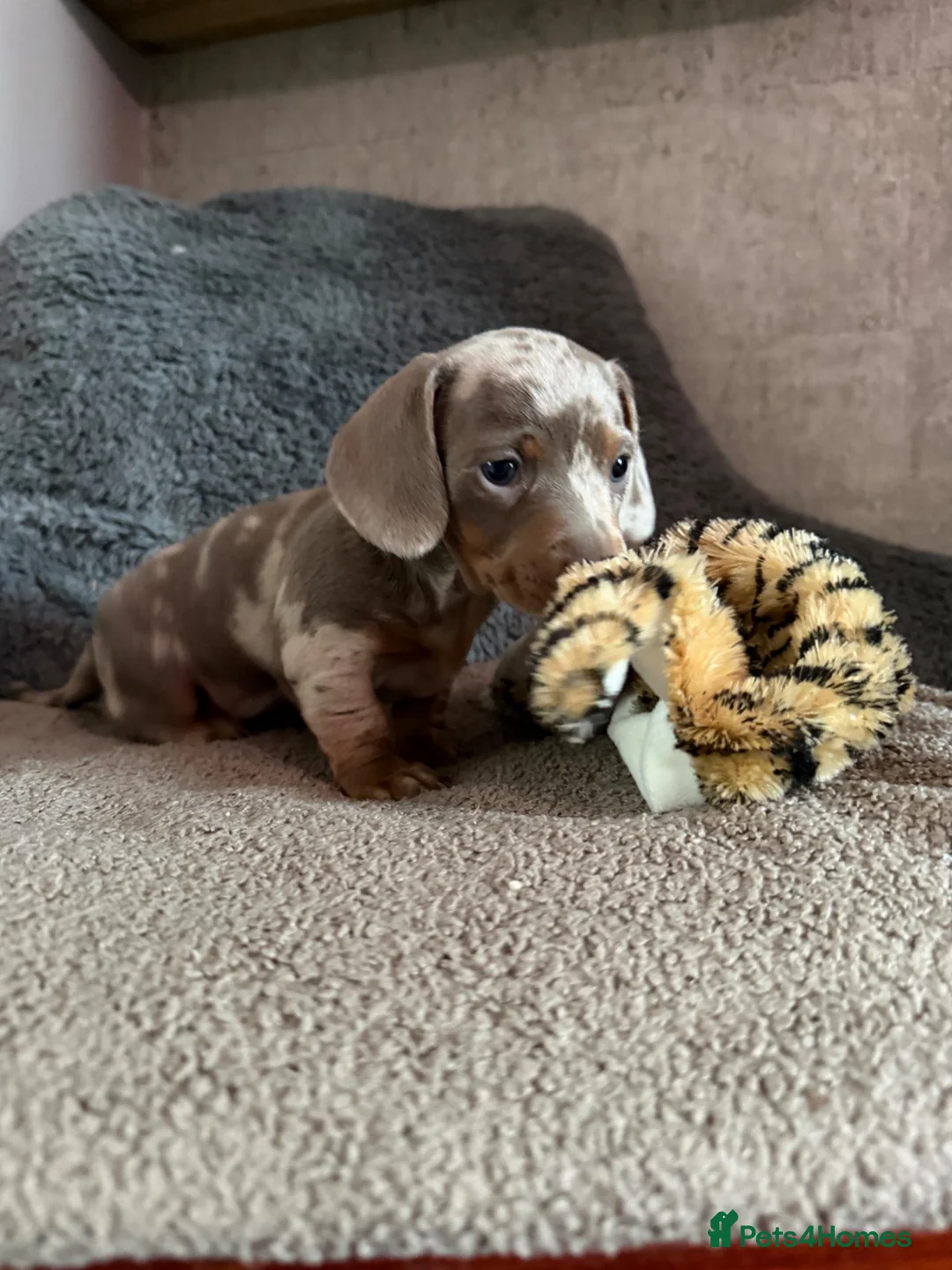 Miniature Dachshund dogs for sale: Two beautiful KC registered puppies  in Hull - Advert 19