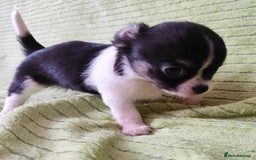 Chihuahua dogs for sale: Amazing Quality Long Coat Chihuahua puppies - Image 24