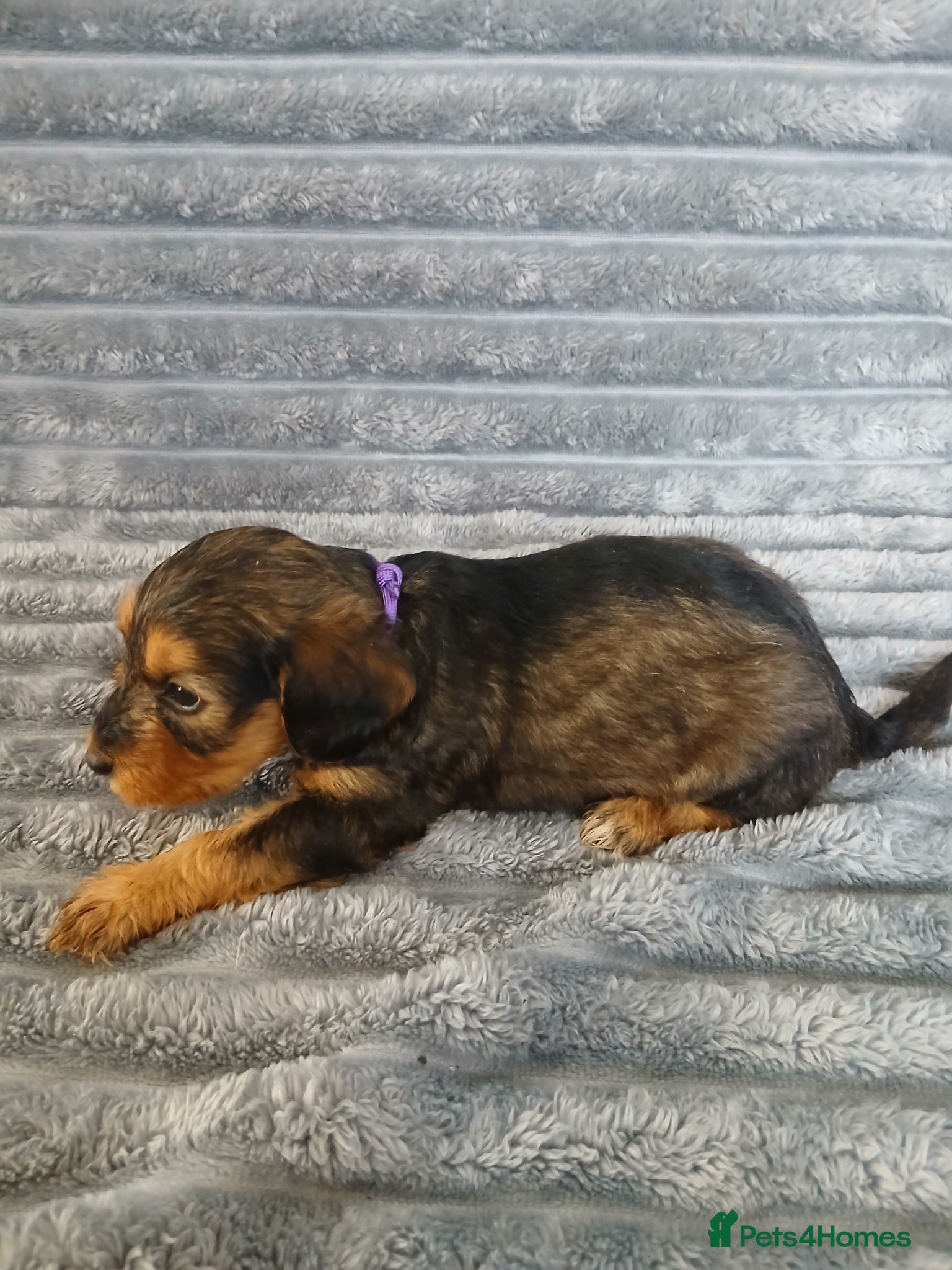 Mixed Breed dogs for sale: 8 dachshund x jack Russel puppies  in Henfield - Advert 8