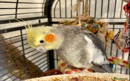 Cockatiels birds for sale: Pair of bonded male cockatiels hand reared tame - Image 9