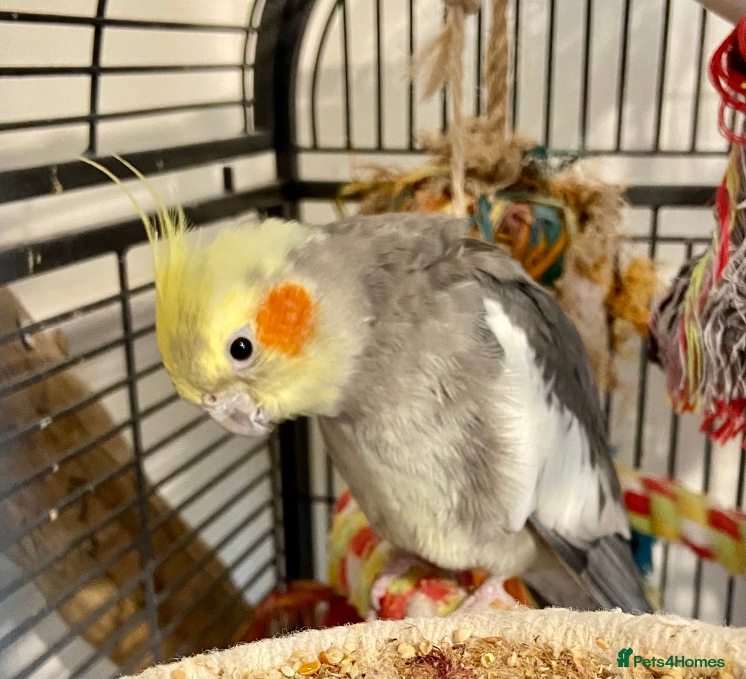 Cockatiels birds for sale: Pair of bonded male cockatiels hand reared tame - Image 9