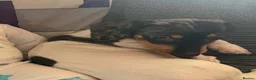 Miniature Dachshund dogs for sale: Miniature dachshund male  - Advert 1