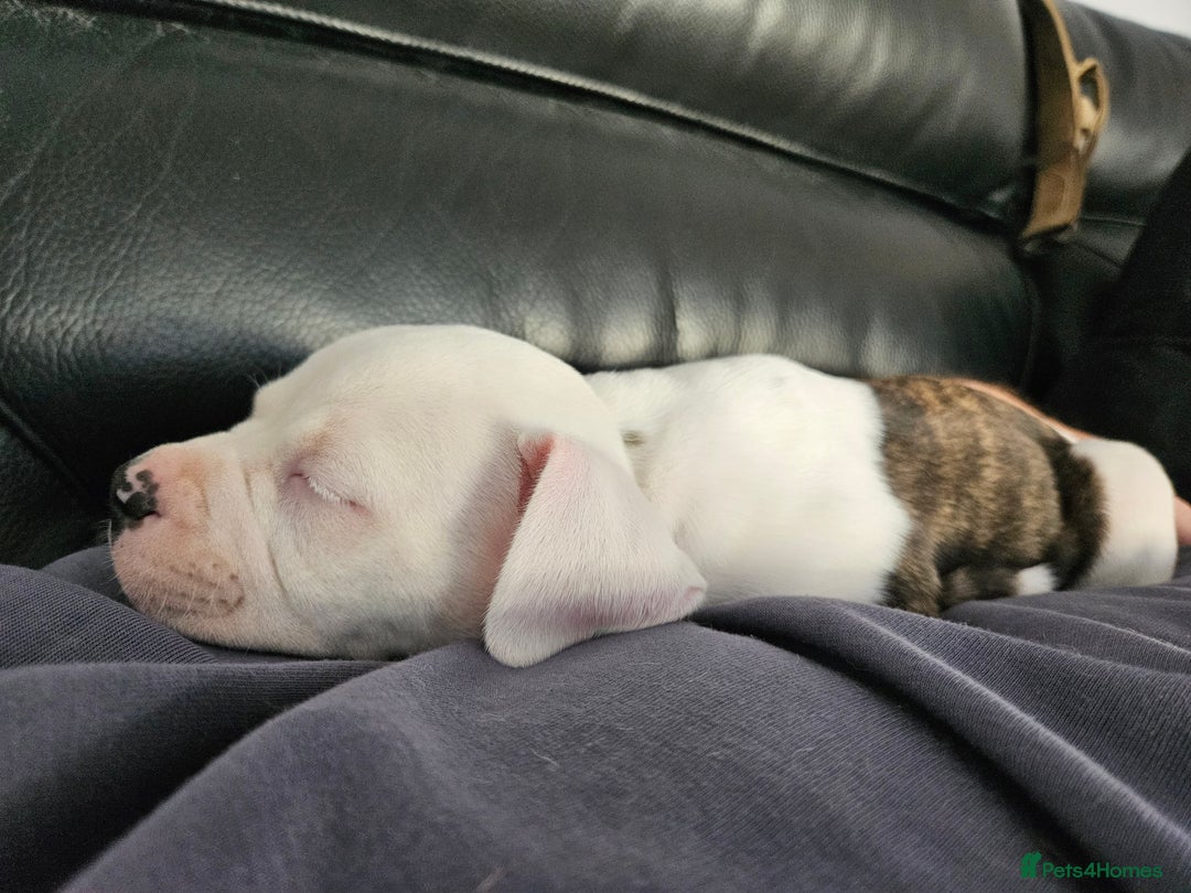 American Bulldog dogs for sale: 14 week female American bulldog puppy  - Advert 4