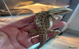 Bearded Dragon reptiles for sale: 60 Baby bearded dragons  - Image 2