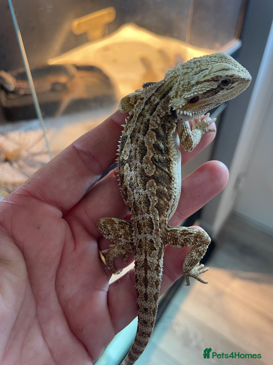 Bearded Dragon reptiles for sale: 60 Baby bearded dragons  - Image 2