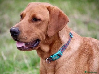 Labrador Retriever dogs Labrador Puppies For Sale - Advert 1