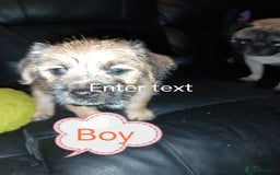 Mixed Breed dogs for sale: 4 gorgeous puppies 3 males 1 female  - Image 5