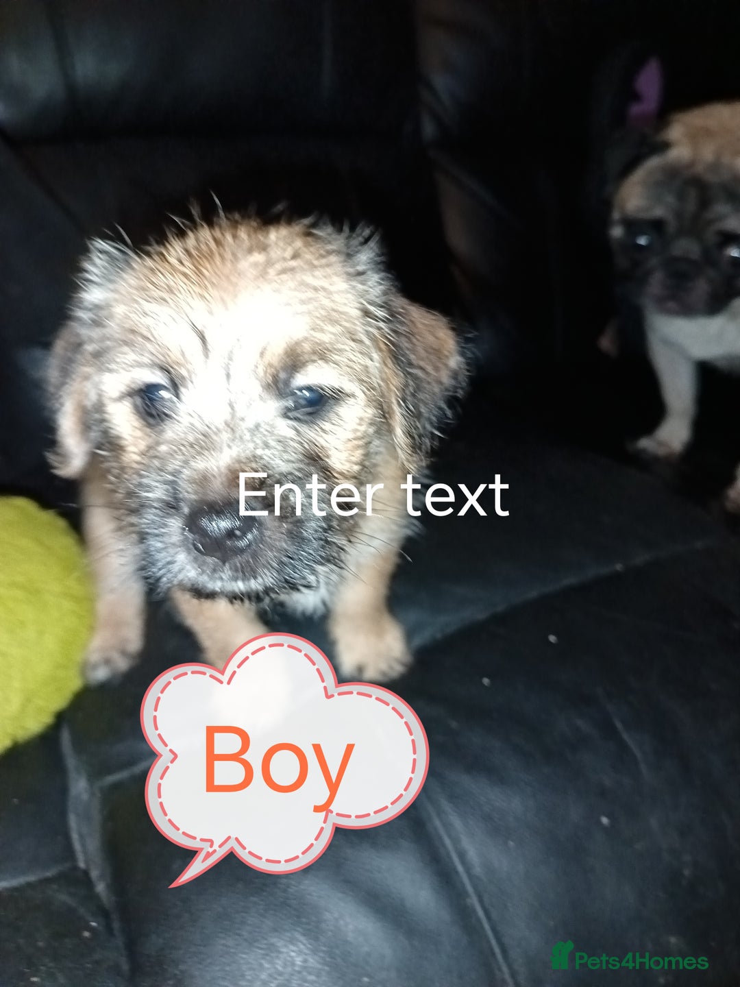 Mixed Breed dogs for sale: 4 gorgeous puppies 3 males 1 female  - Image 5