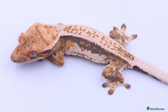 Gecko reptiles RTB female crested gecko  - Advert 1