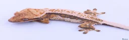 Gecko reptiles for sale: RTB female crested gecko  - Advert 1