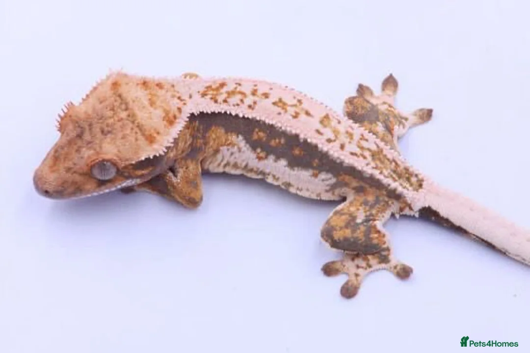 Gecko reptiles for sale: RTB female crested gecko  - Advert 1
