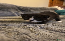 British Shorthair cats for sale: Cute and friendly kittens.  - Image 6