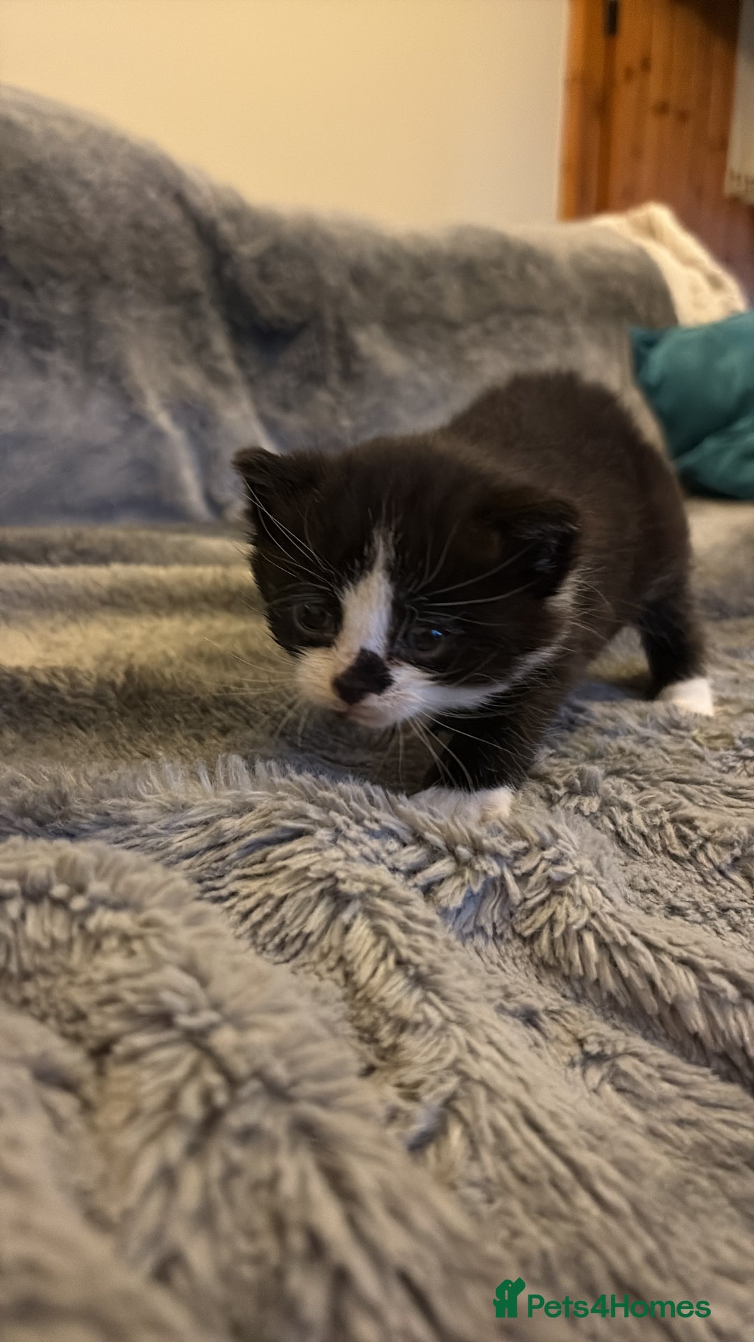 British Shorthair cats for sale: Cute and friendly kittens.  - Image 6