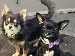 Chihuahua dogs Blue n tan small chihuahua stud carrying chocolate in Harpenden - Advert 21