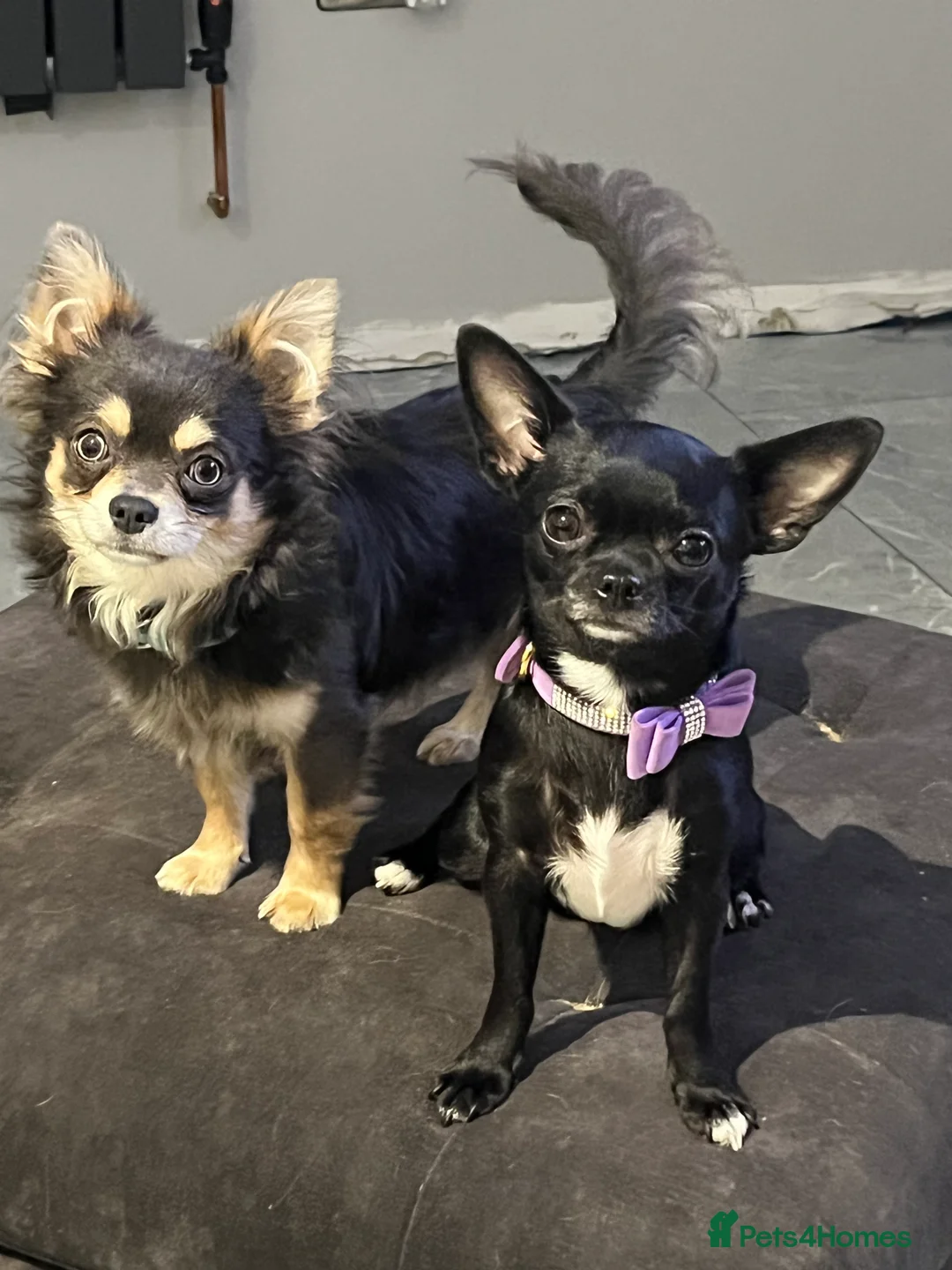 Chihuahua dogs for stud: Blue n tan small chihuahua stud carrying chocolate in Harpenden - Advert 1