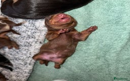 Dachshund dogs for sale: Miniature dachshund puppies  - Image 21