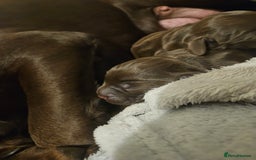 Springador dogs for sale: Two springador puppies - Image 9