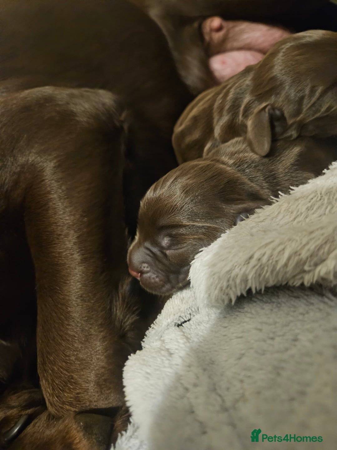 Springador dogs for sale: Two springador puppies - Image 9