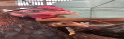 Chickens poultry for sale: Derbyshire Redcap chickens - Advert 4