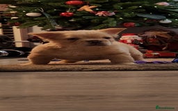 French Bulldog dogs for sale: French buldog visual fluffy male  - Image 1