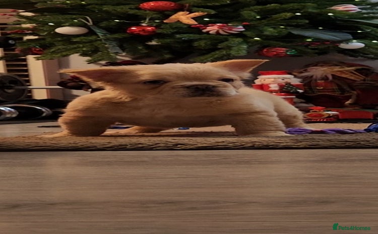 French Bulldog dogs - Advert 8