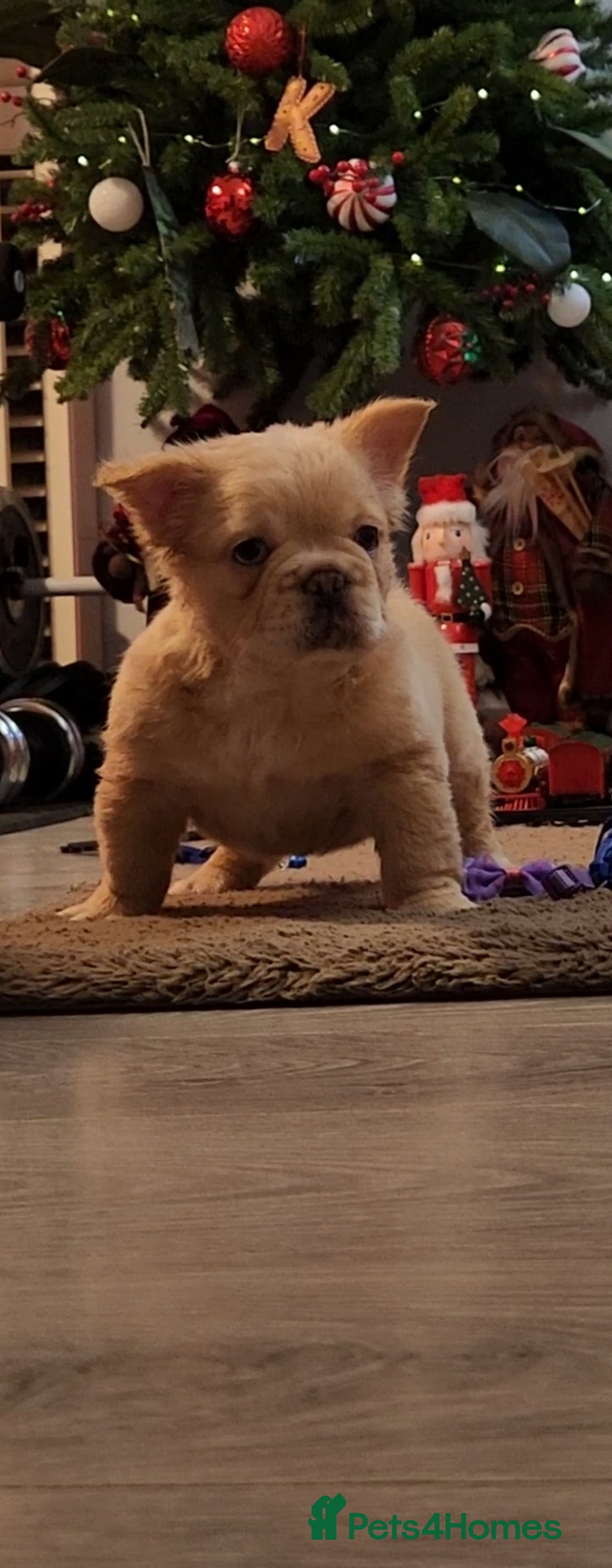 French Bulldog dogs for sale: French buldog visual fluffy male  - Image 1