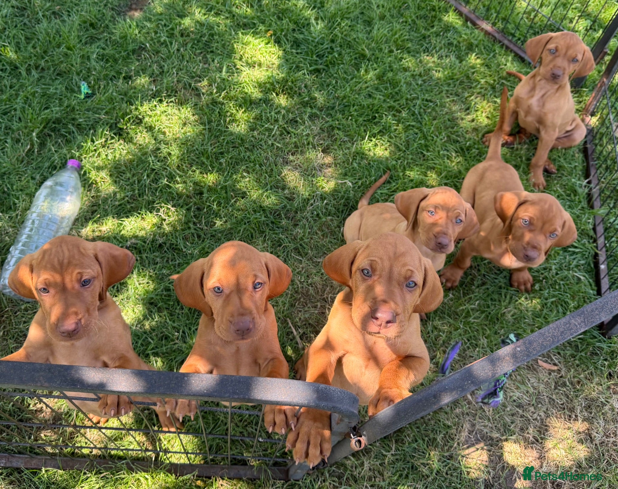 Hungarian Vizsla dogs KC registered Vizlas 2 boys available  - Advert 2
