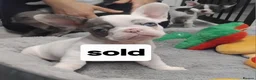 French Bulldog dogs for sale: Beautiful French bulldog pups - Advert 18
