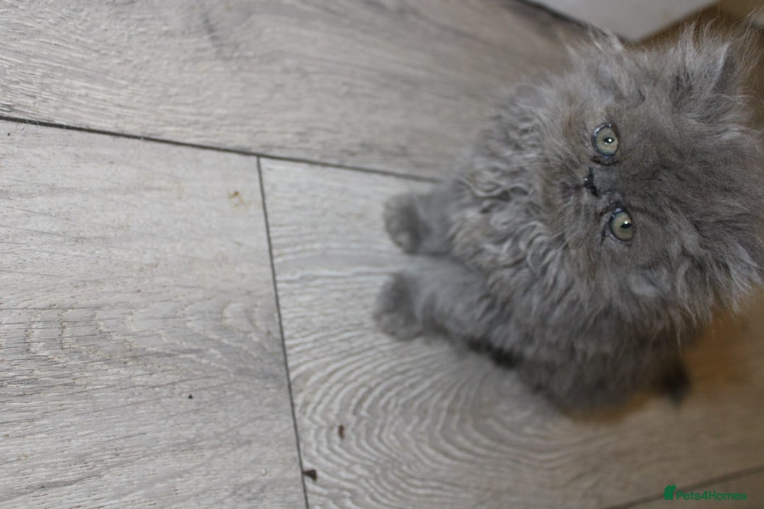 Persian cats for sale: Beautiful Female Kittens Ready for Loving Homes - Advert 18