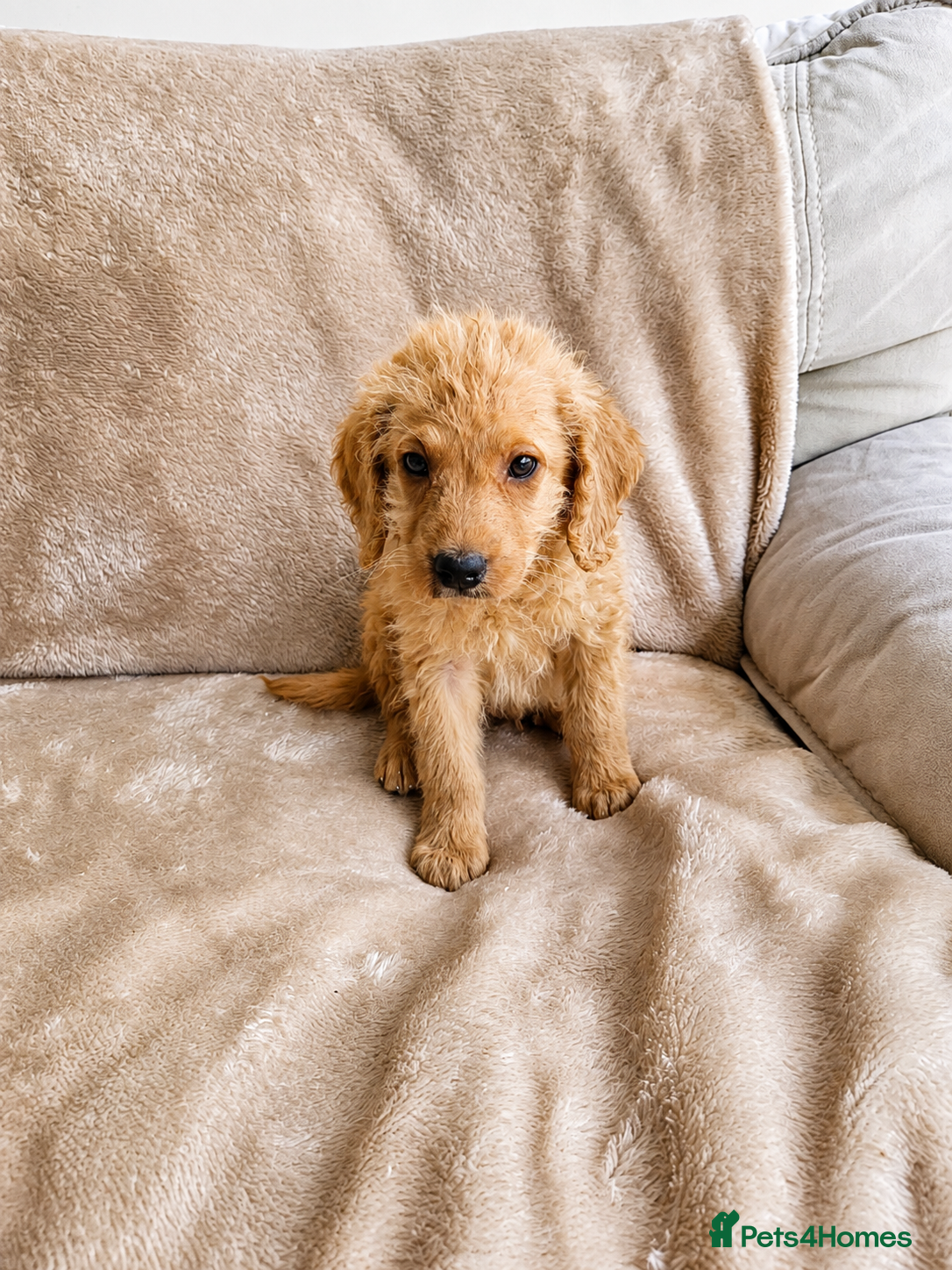Labradoodle dogs Ready now Gorgeous Labradoodle puppies - Advert 2