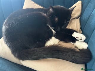 Mixed Breed cats Lovely 3 year old house cat (not a kitten!) - Advert 11