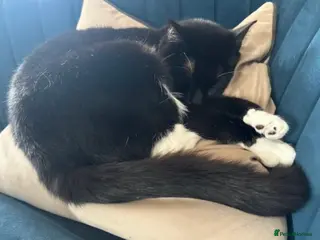 Mixed Breed cats Lovely 3 year old house cat (not a kitten!) - Advert 21