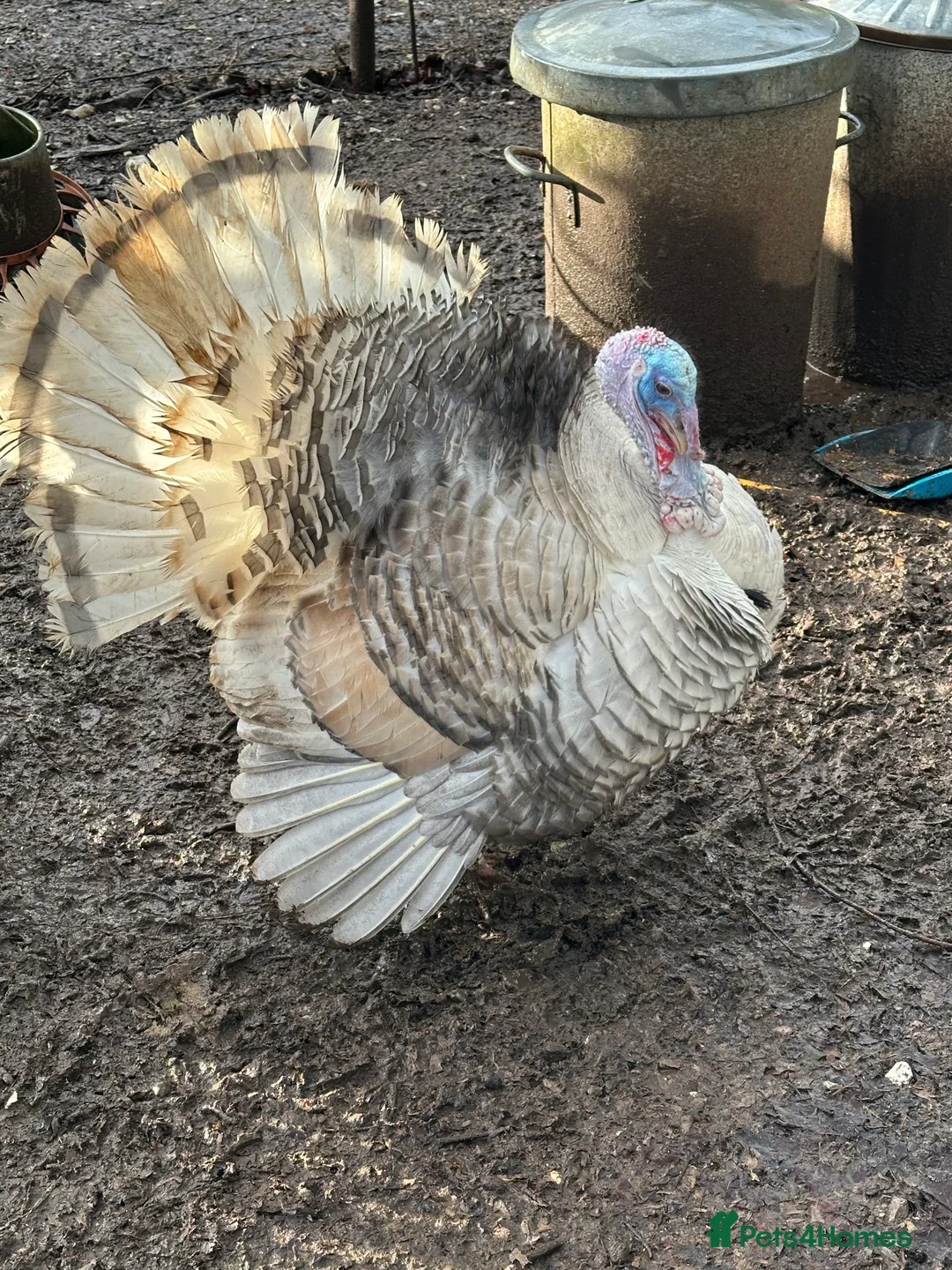 Turkeys poultry for sale: Crollwitzer male ( Stag) Turkey. Available now.  - Advert 1