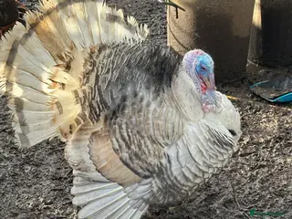 Turkeys poultry Crollwitzer male ( Stag) Turkey. Available now. - Advert 5