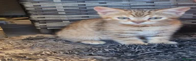Mixed Breed Kitten 2