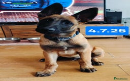 Belgian Shepherd Dog dogs for sale: KC Reg Belgian Shepherd Malinois pups for sale in Newport - Image 16