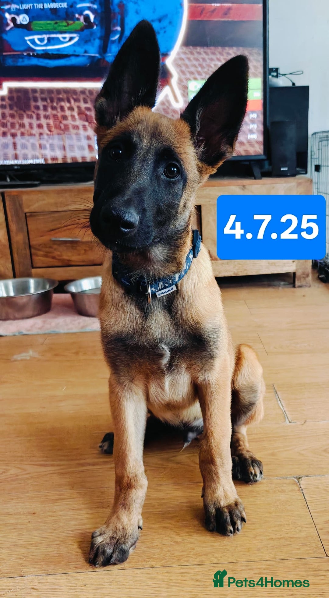 Belgian Shepherd Dog dogs for sale: KC Reg Belgian Shepherd Malinois pups for sale in Newport - Image 16