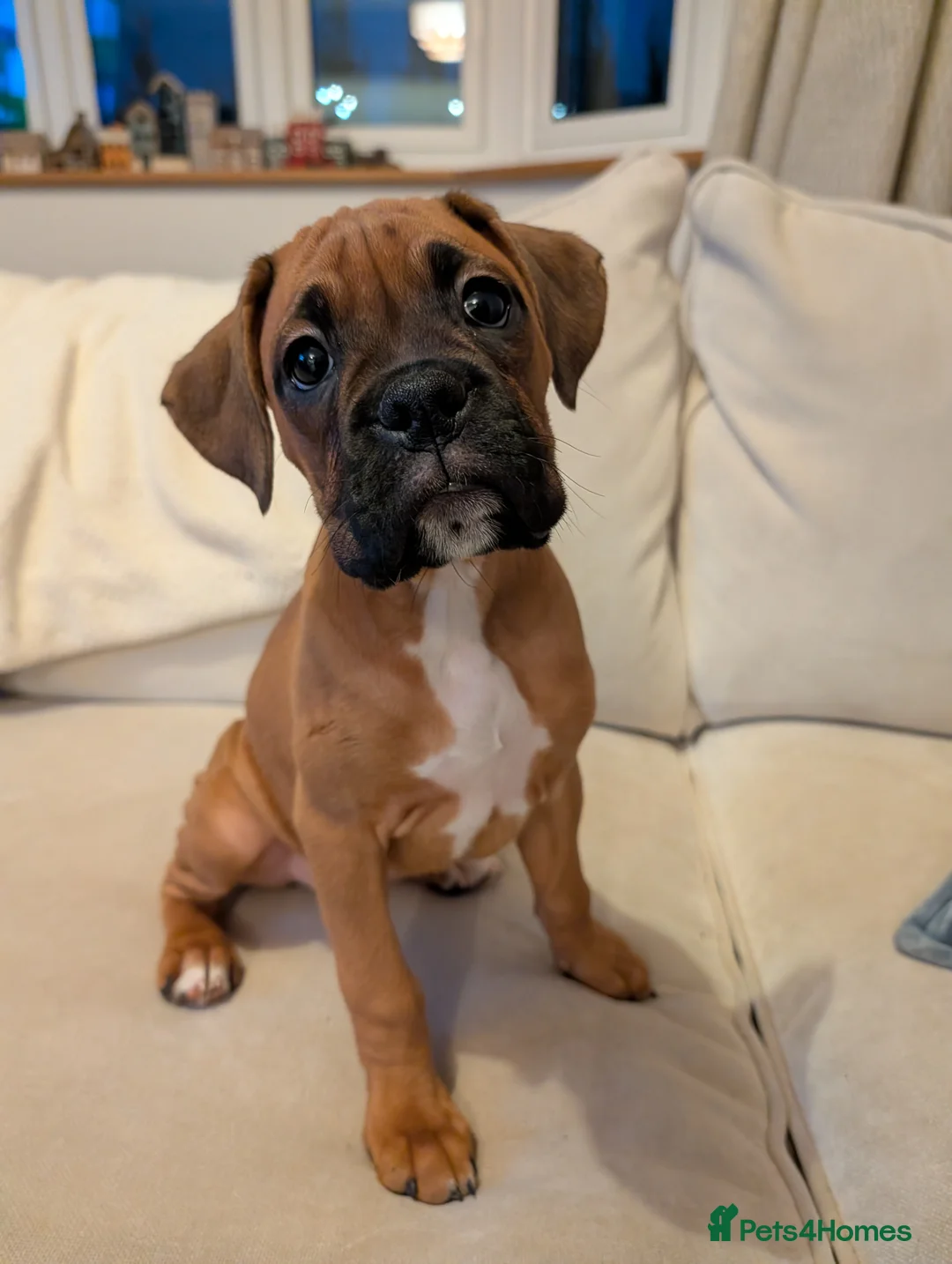 Boxer dogs for sale: Beautiful black mask bobtail/tailed boxer puppies  - Advert 2