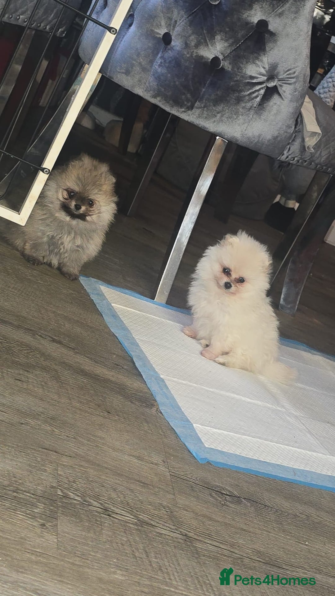 Pomeranian dogs for sale: Beautiful pomeranians  - Advert 1