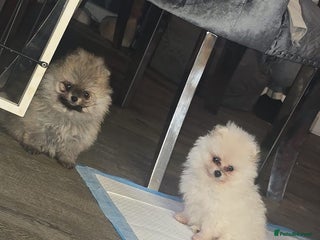 Pomeranian dogs Beautiful pomeranians - Advert 6