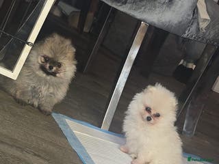 Pomeranian dogs Beautiful pomeranians - Advert 1