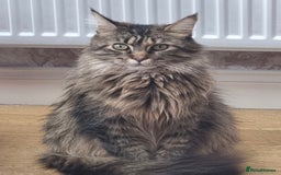 Maine Coon cats for sale: 4 Maine Coons (Mum, Dad, Son amd Daughter) - Image 3